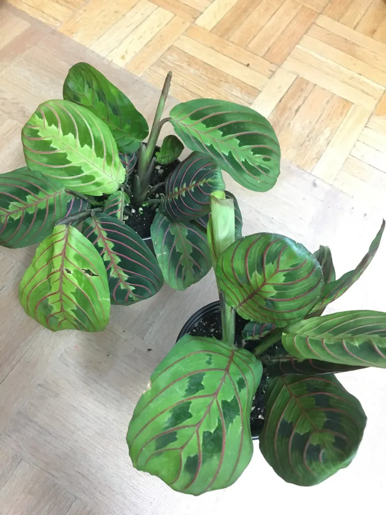 Maranta Plants For $3.95 photo 1