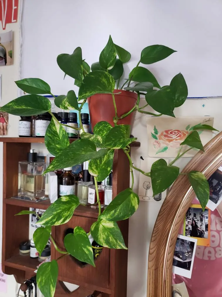 TRADING CLIPPINGS photo 1