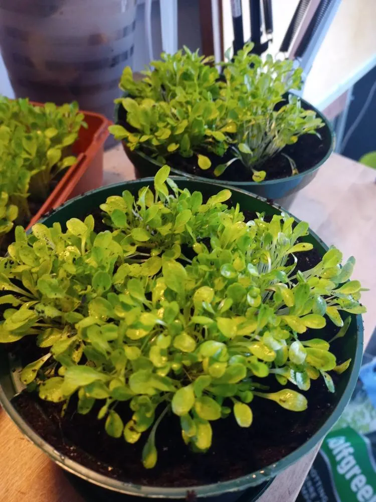 Lettuce Plants x 3 ( Verdun PSC) photo 1