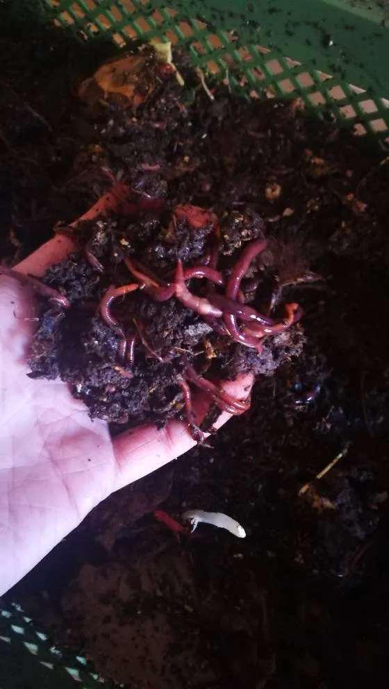 Wormeries For Vermicomposti G photo 1