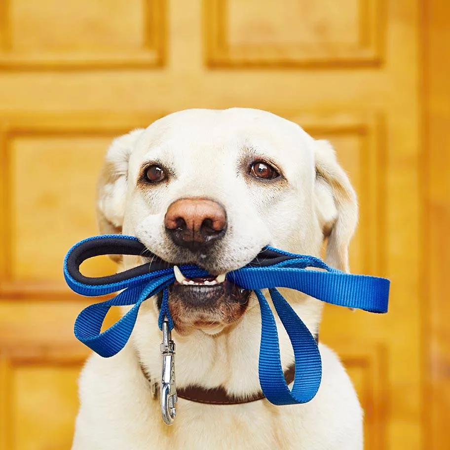 Offering Dog Walks! photo 1