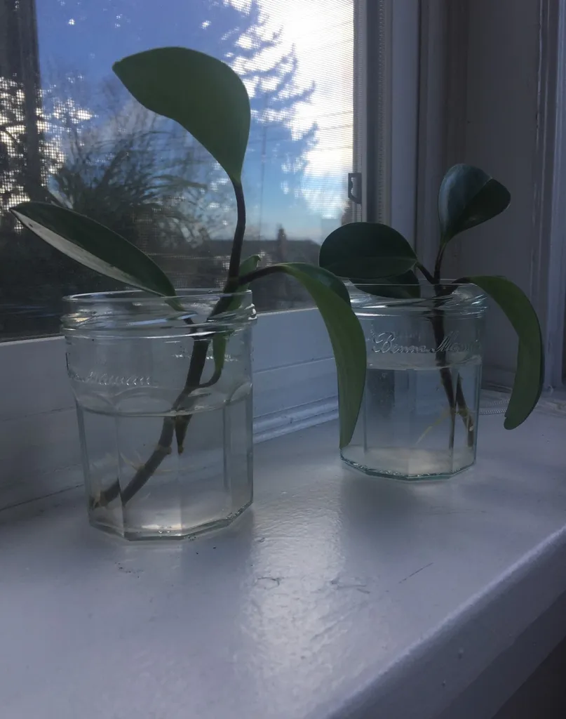 Rooted Peperomia Plant Cuttings photo 1