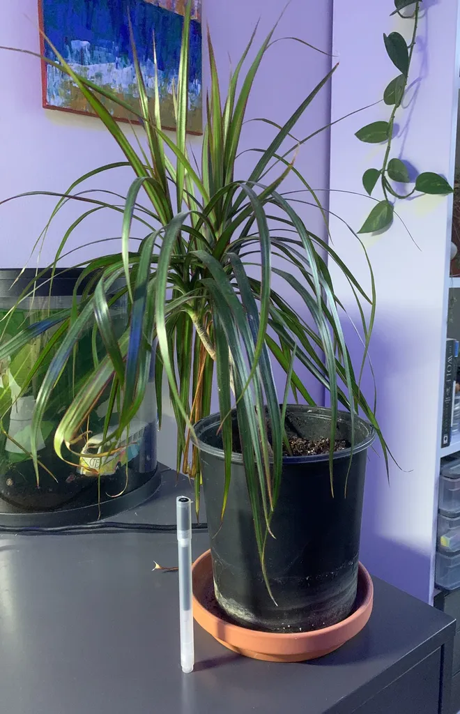 Dracaena Plant photo 1