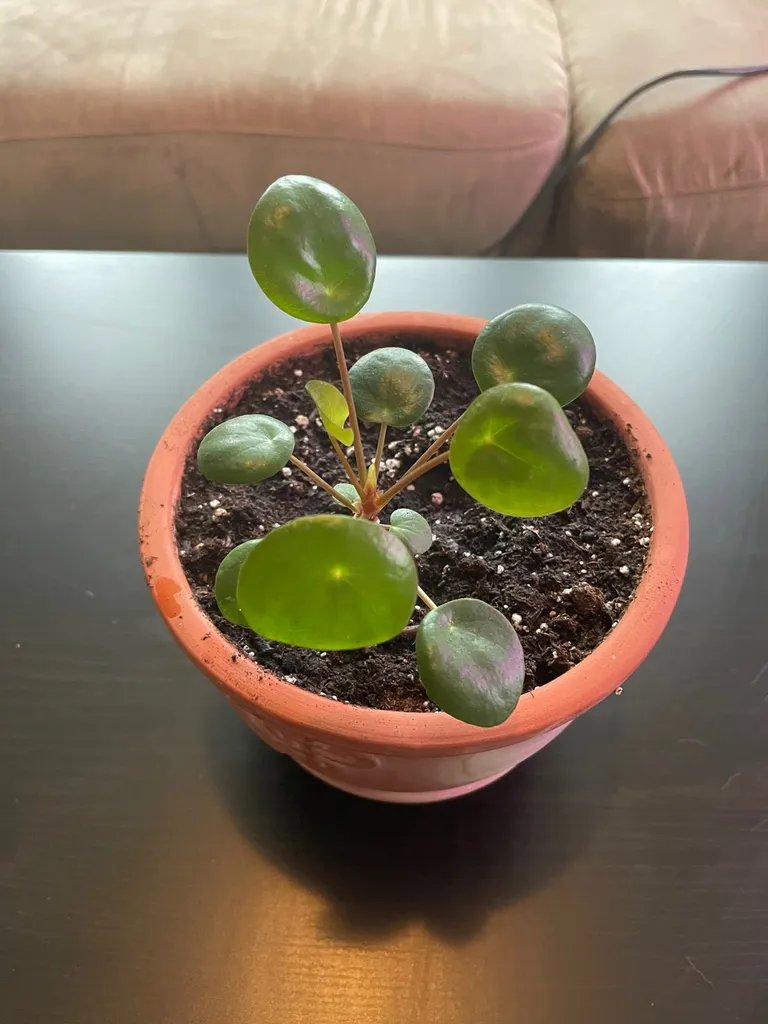 Pilea Baby photo 1