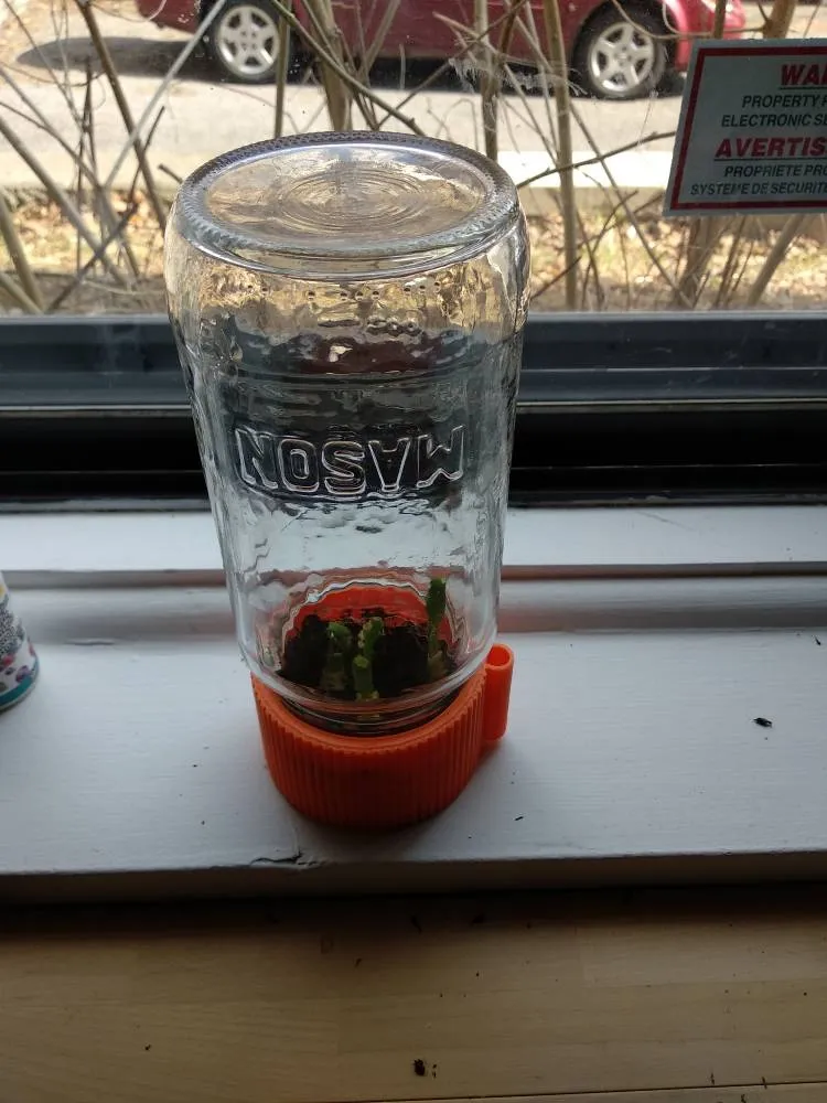 Mason Jar Greenhouse Planter photo 1