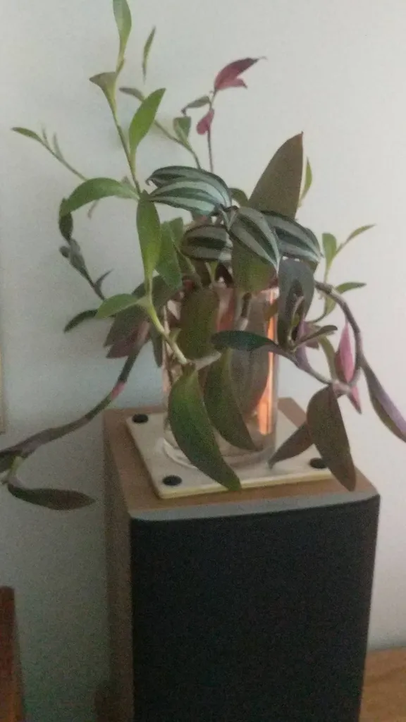 Rooted Plant Cuttings photo 1