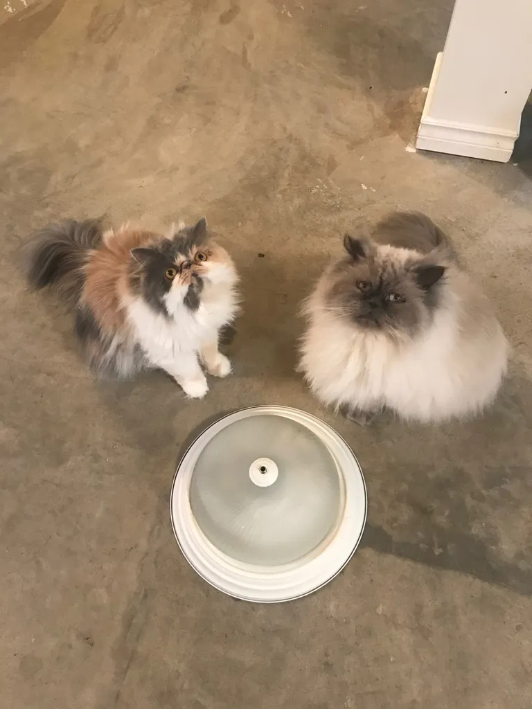 Ceiling Light photo 1