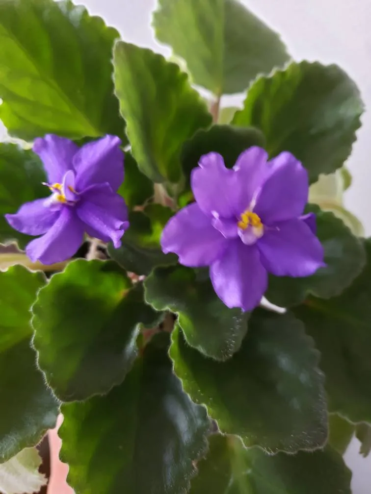 Purple Violets Babies Plants photo 1
