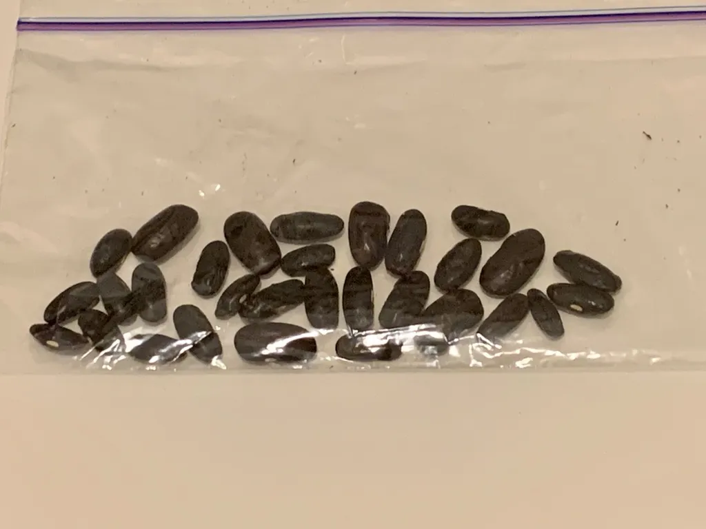 Free Dried Yellow String Beans photo 1