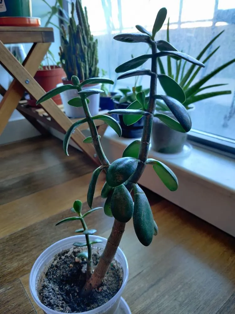 House Plants photo 1