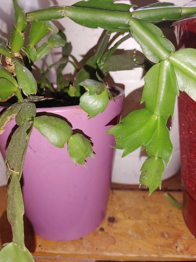 Thanksgiving Cactus Cutting photo 1