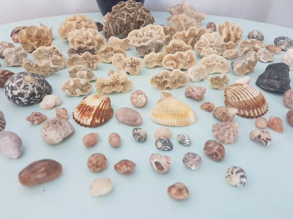 She Sells Sea Shells photo 1