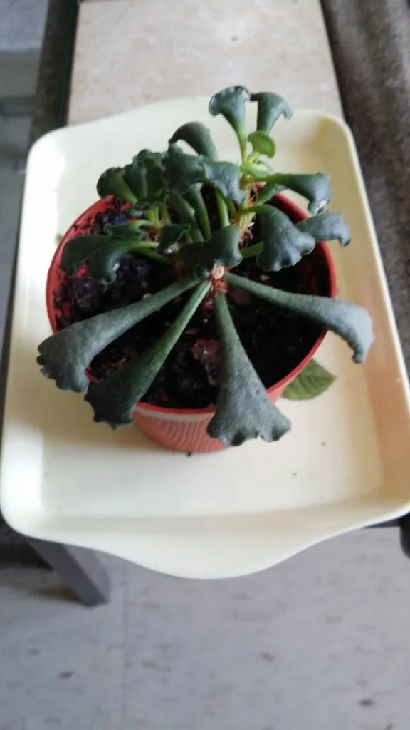 Key Lime pie photo 1