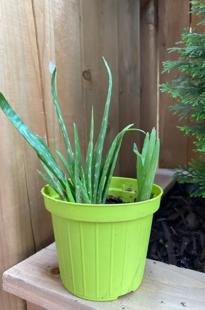 Mother and Baby Aloe photo 1