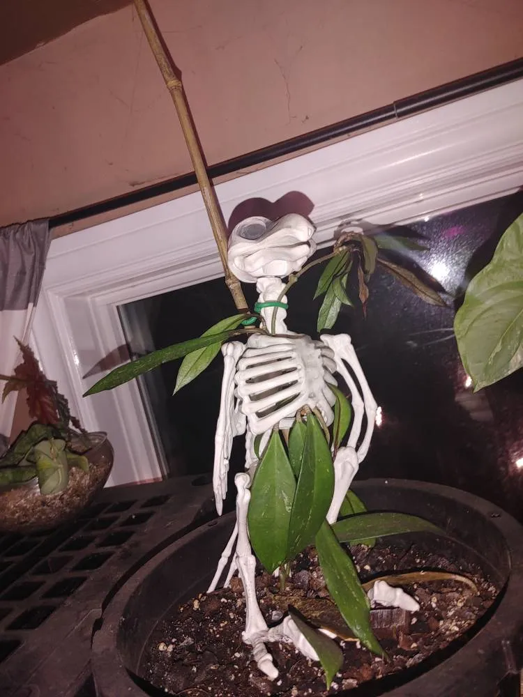 Hoya Publicalyx splash photo 1