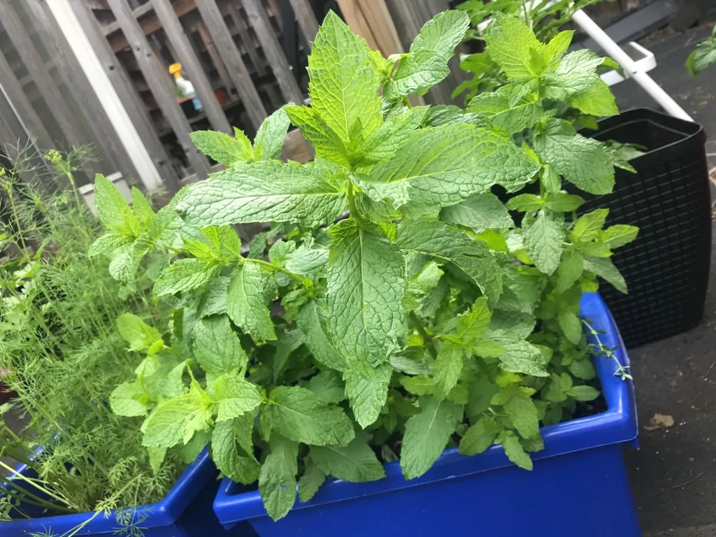 Individual Mint Plants photo 1