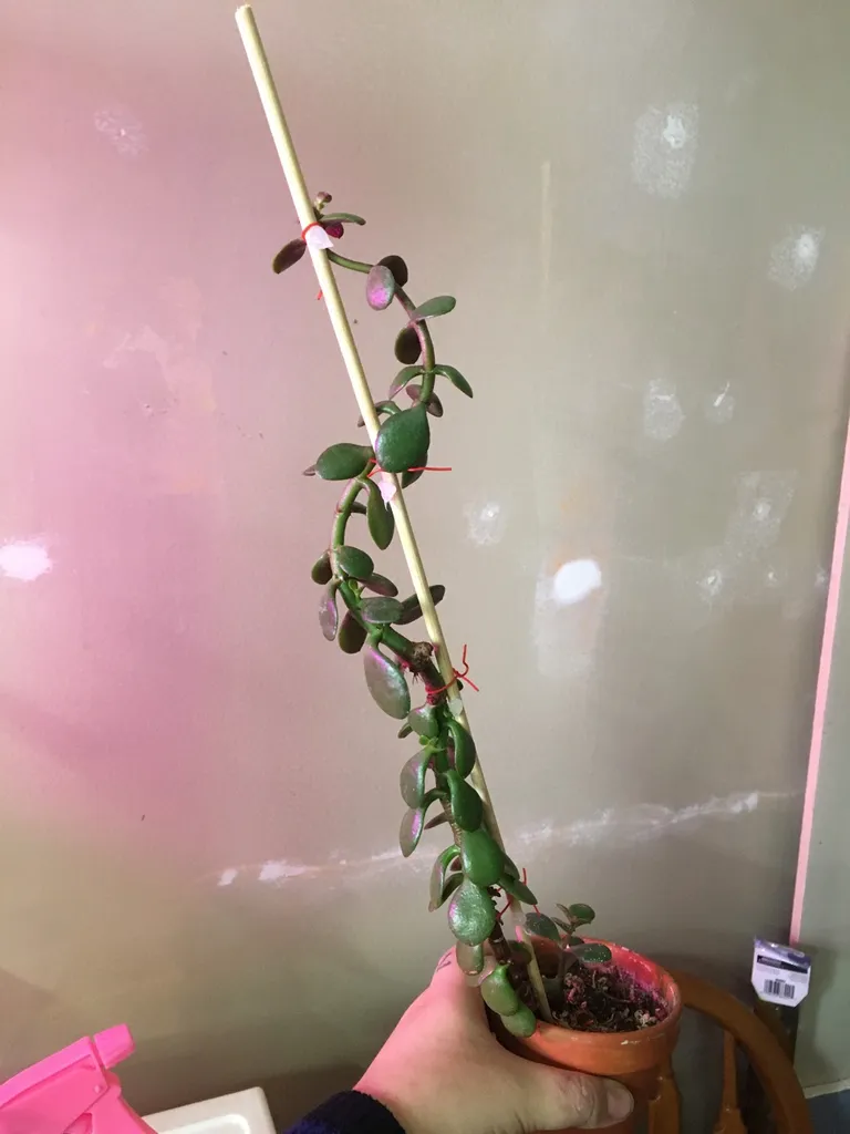 Established Jade On A Stick photo 1
