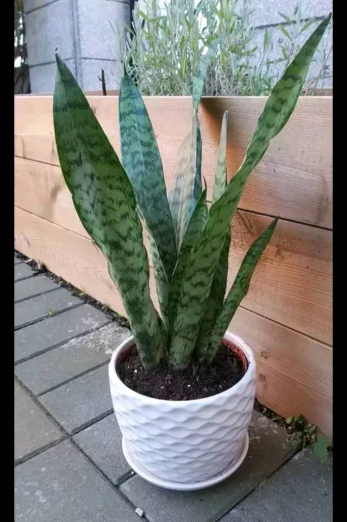 Snake Plants X2 photo 1