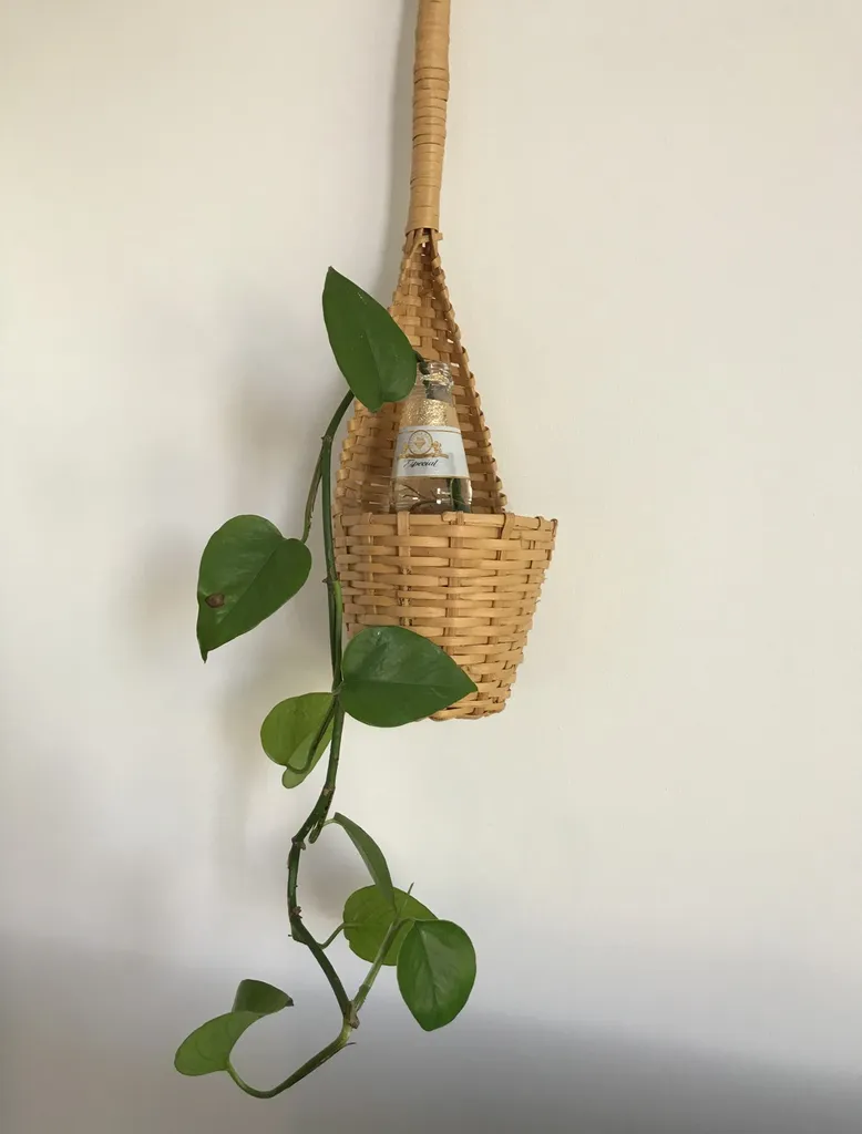 Rooted Pothos Clipping photo 1