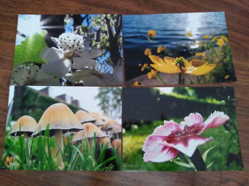 Flower And Mushroom Photo Art photo 1