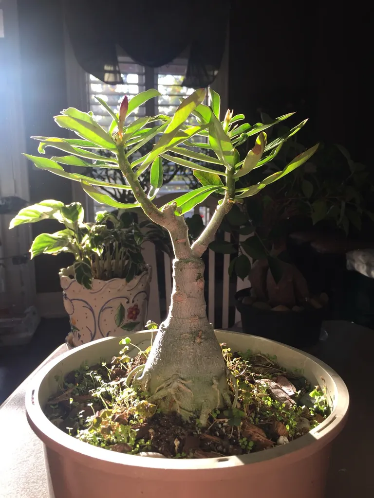 Desert Rose (Adenium Obesum) photo 1