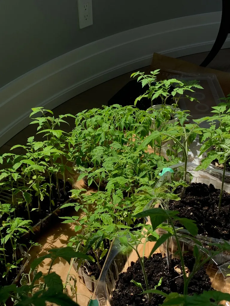 Tomato Seedlings photo 1