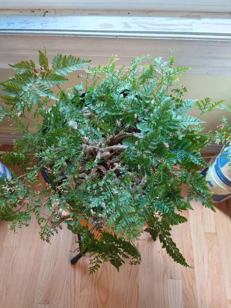 Free Rabbits Foot Fern photo 1