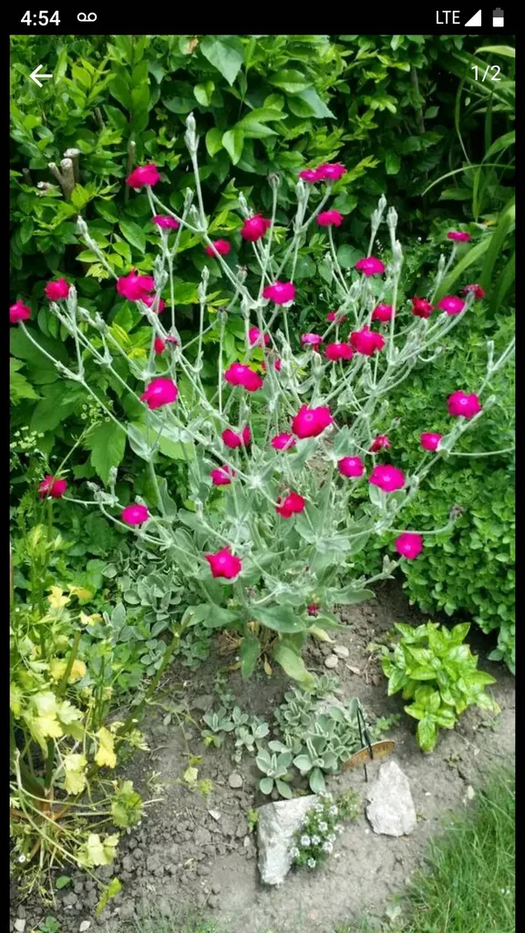 Rose Campion Plants photo 1
