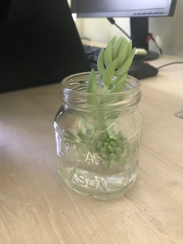 Donkey Tail Cutting x2 photo 1