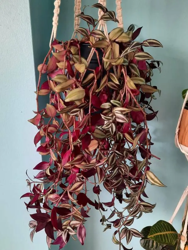 Inch Plant Trimming photo 1