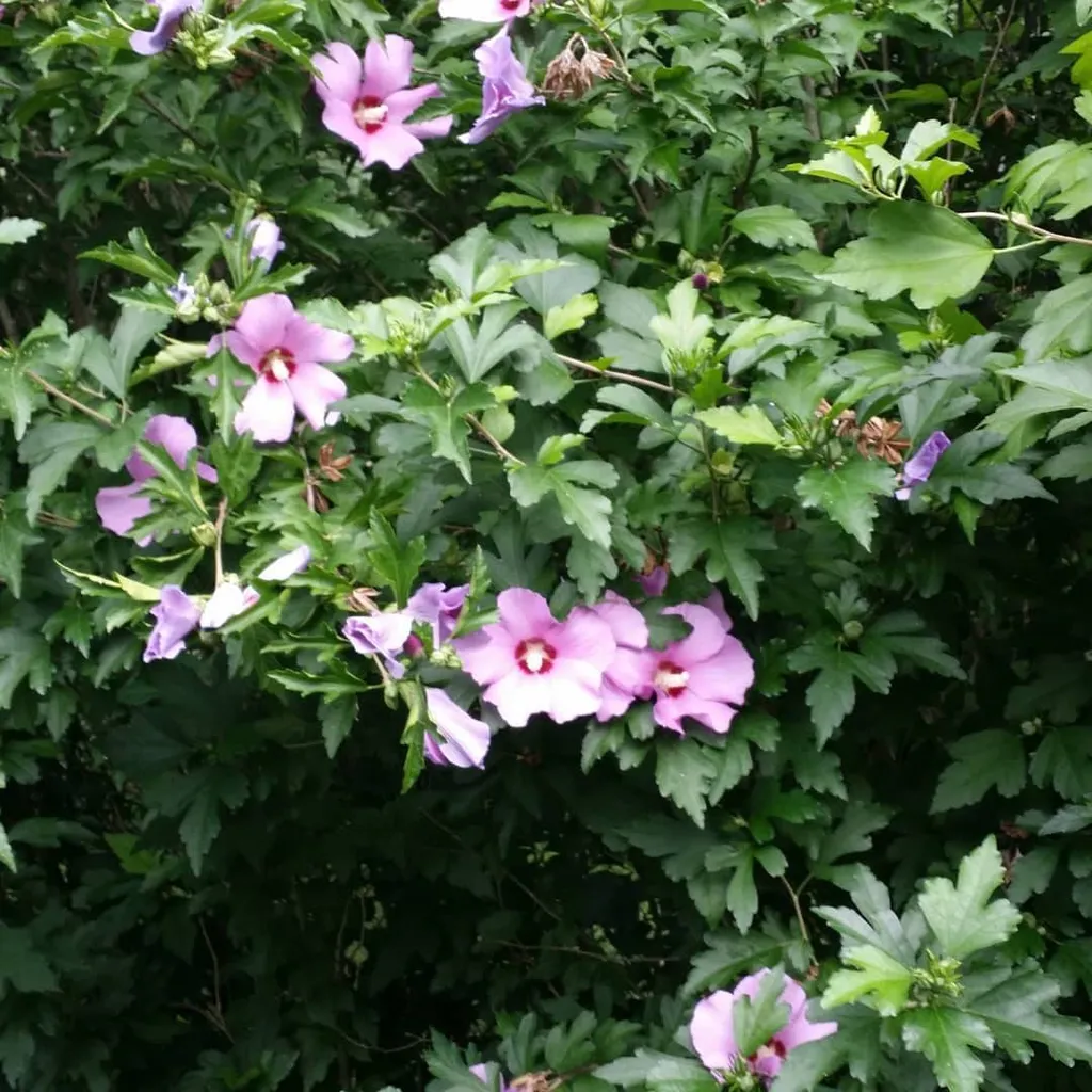 Rose Of Sharon photo 1
