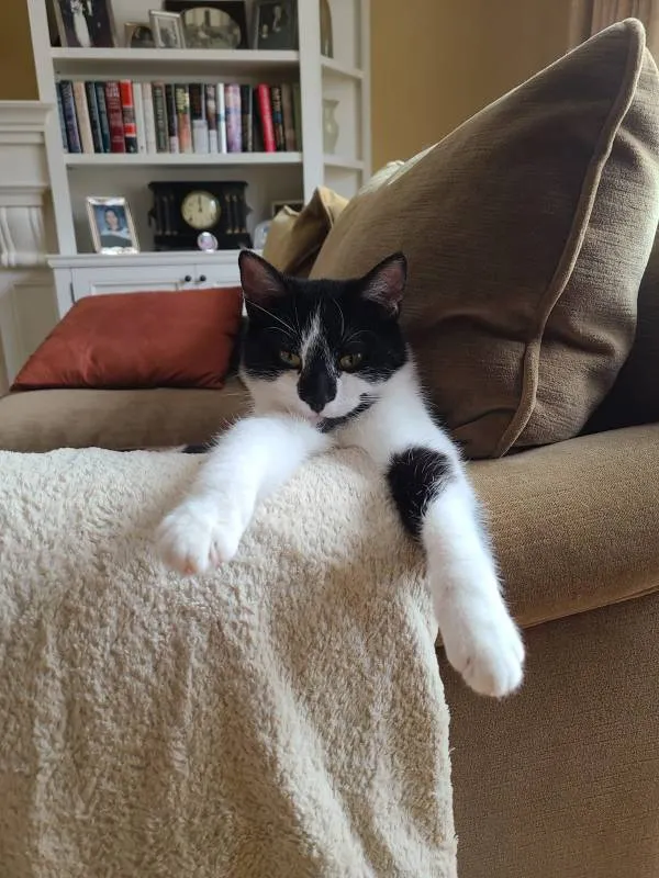 Housesitting/Petsitting/Home Organizing photo 1