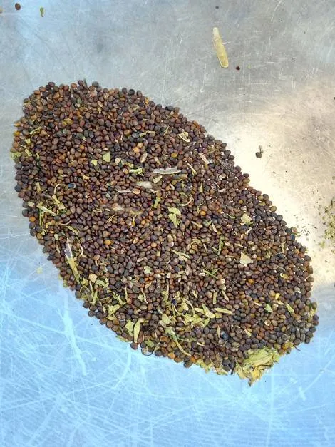 Kale Seeds... And Arugula photo 1