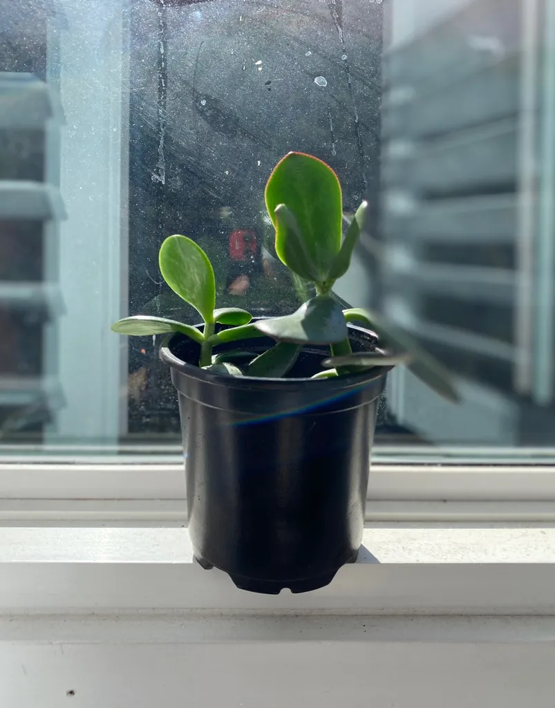 Jade Plant - “Little Marg And Meg” photo 1