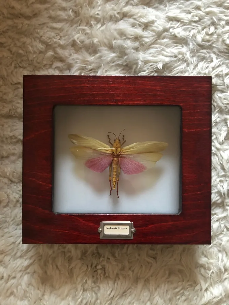 Framed Insect 🕷 Lophacris Cristata photo 1