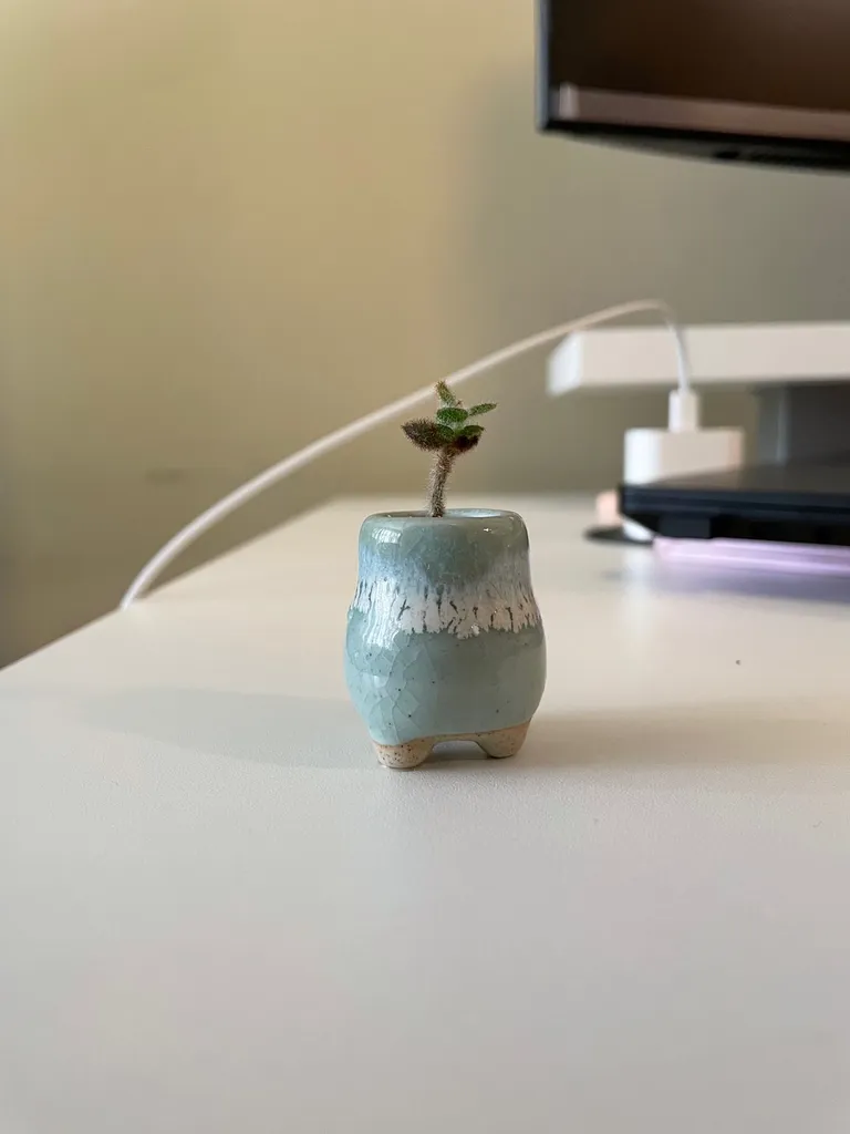 Cute Mini Planter! 💓 photo 1