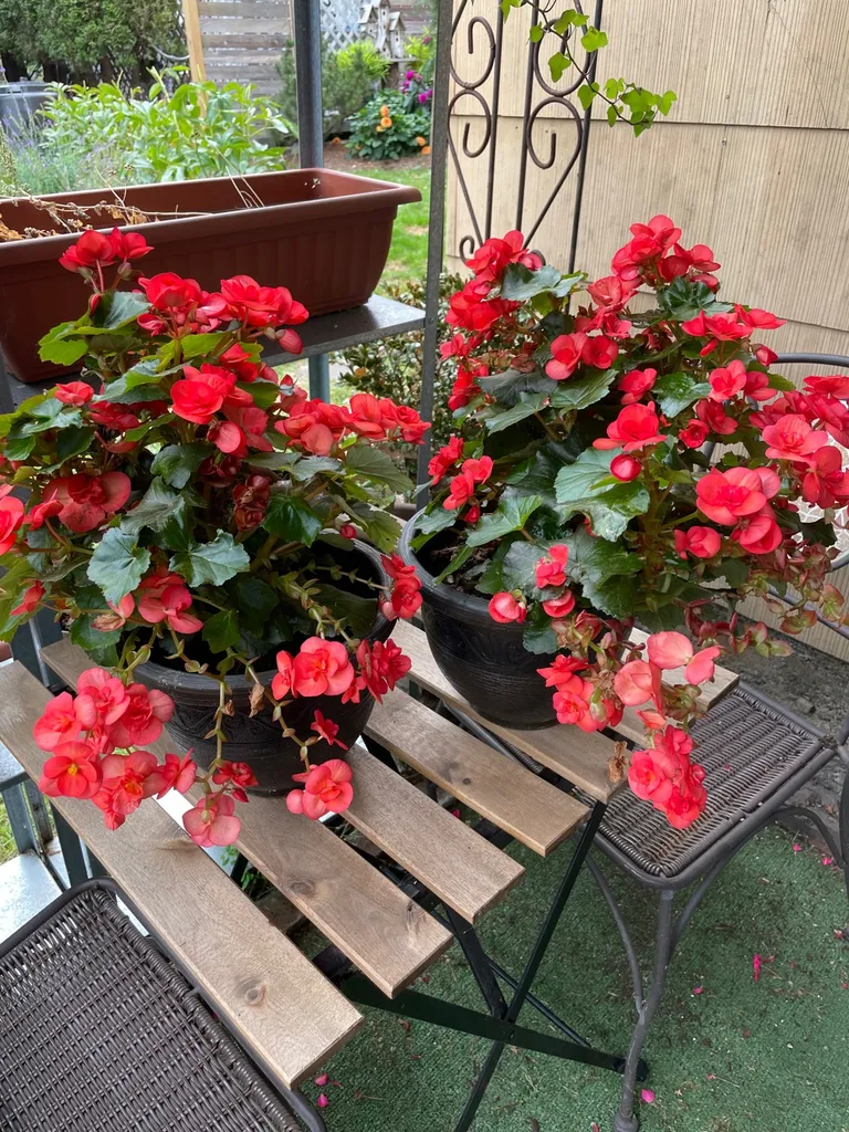 Potted Begonia x2 photo 1