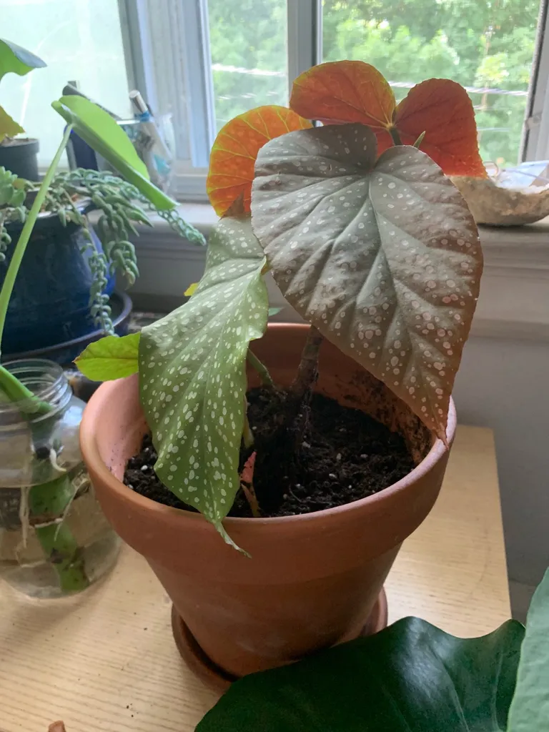 Angel Winged Begonia Plant In Pot photo 1