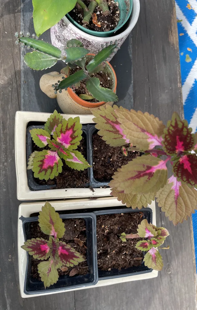 More Babies ! photo 1