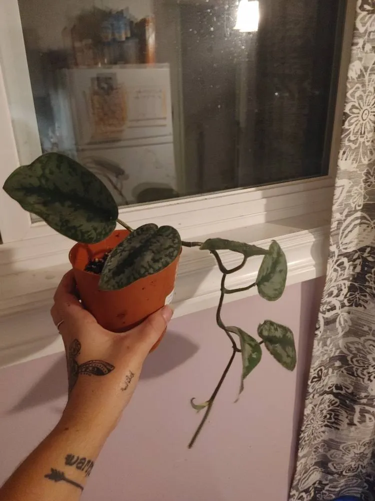 Scindpsus Silver Splash photo 1