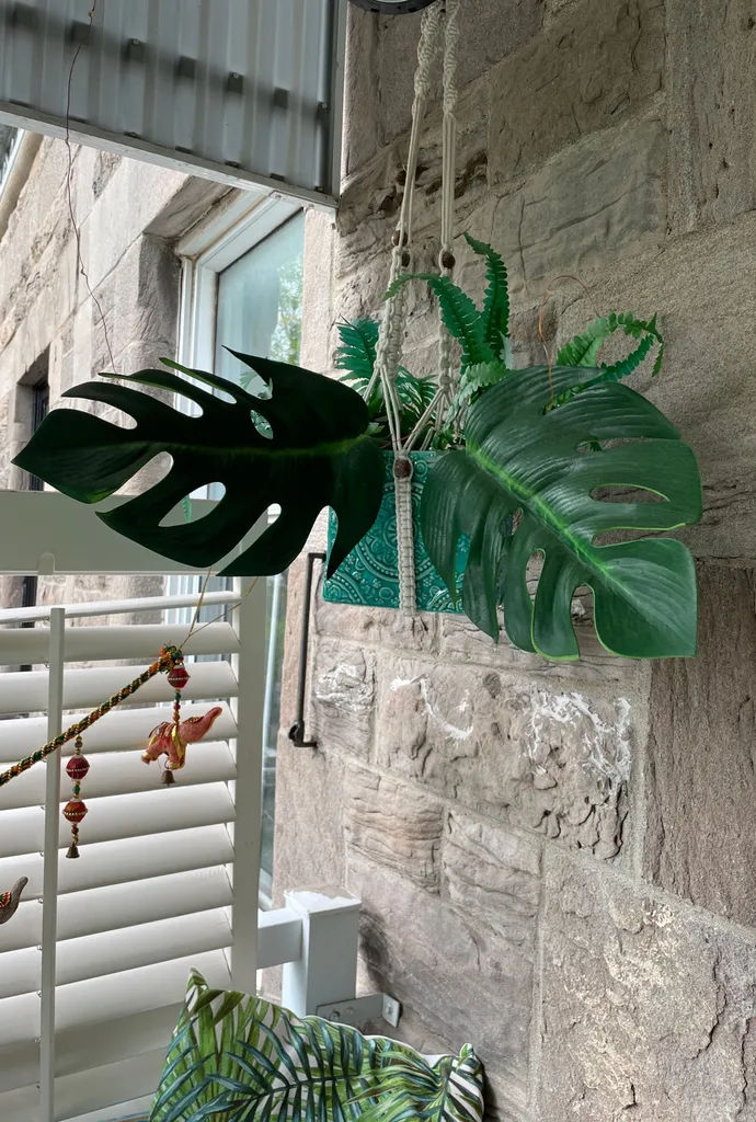 Monstera photo 1