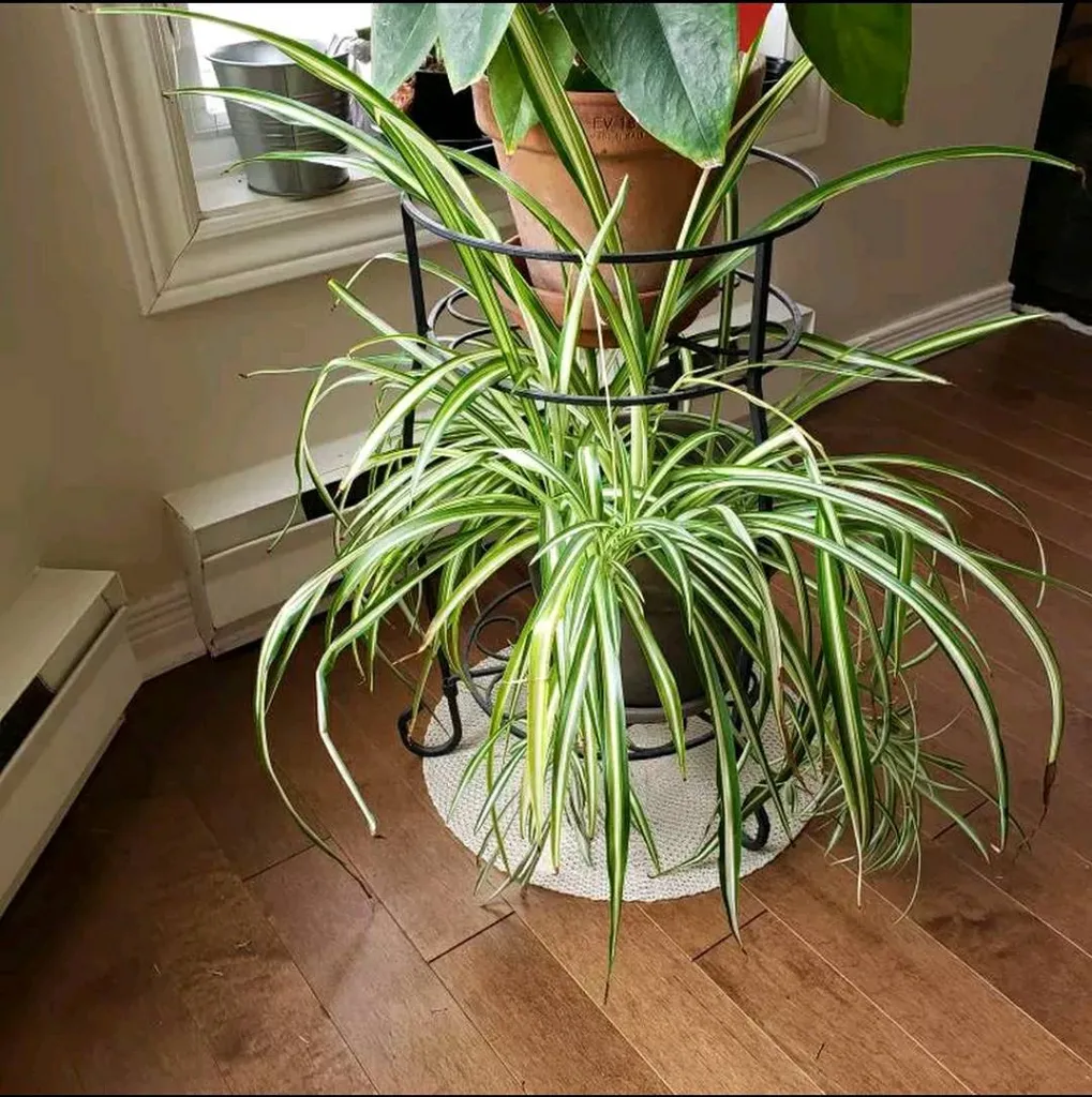 Spider Plant cuttings photo 1