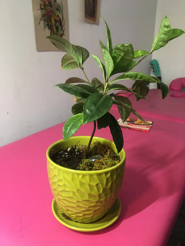 Coral Berry Plant photo 1