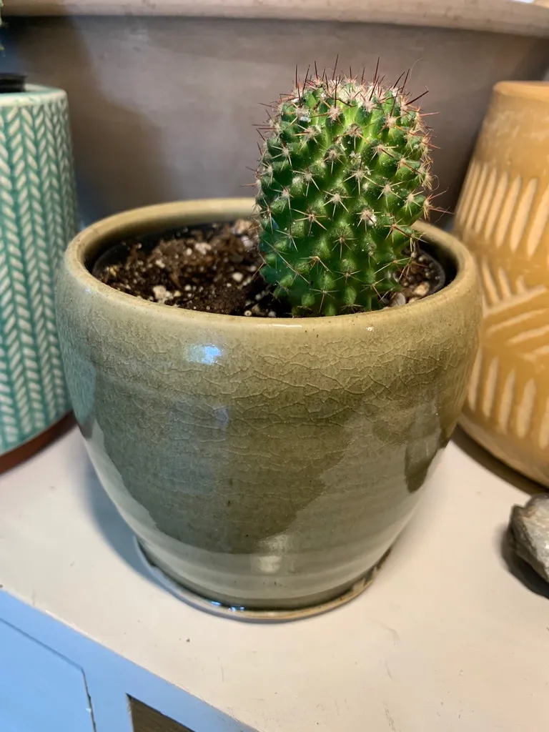 Cute Little Cactus photo 1