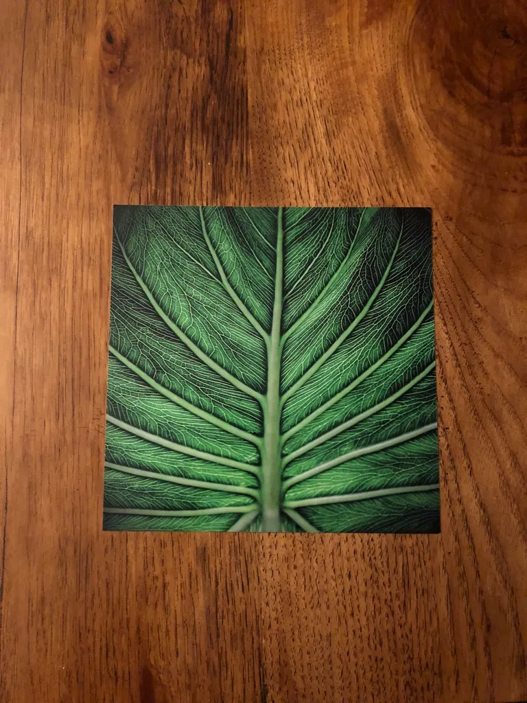 🎁‘Veins Of Life’ - Photo Print (8x8) photo 1