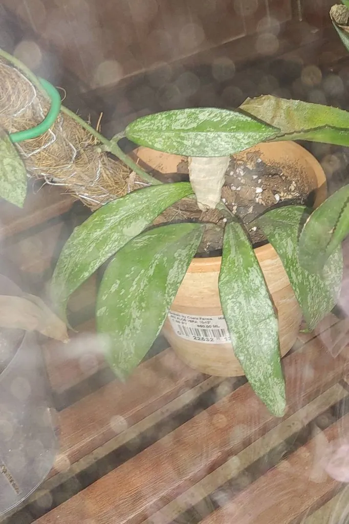 Hoya Silver Splash photo 1