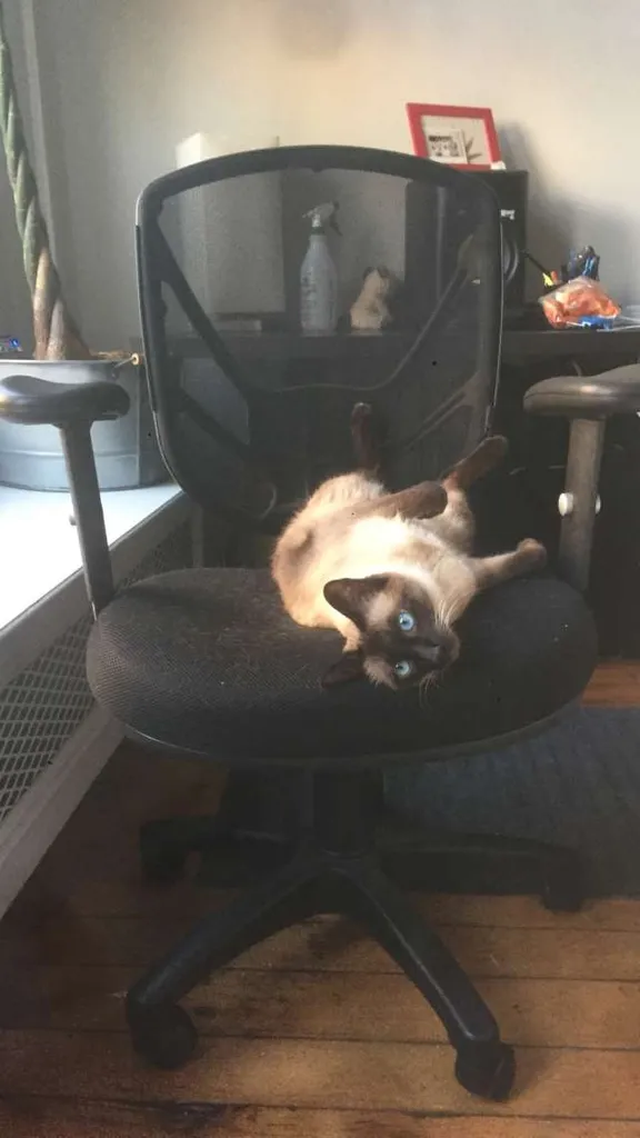 Computer Chair In Great Condition! photo 1