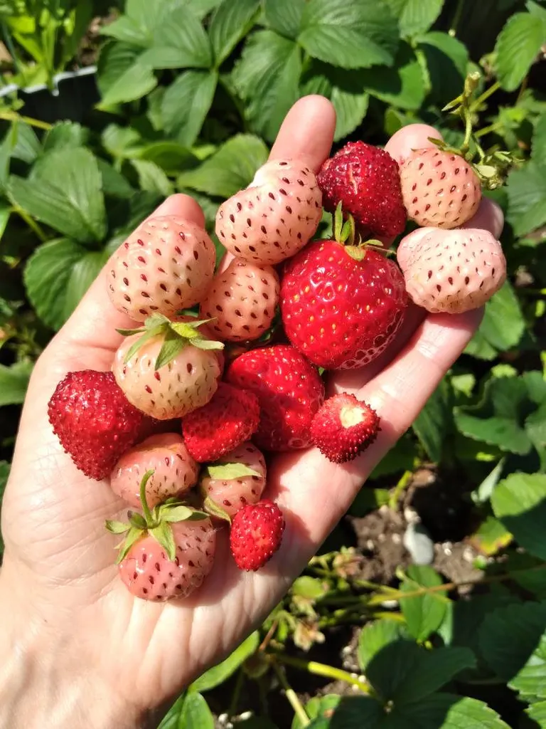 Pineberry Starters photo 1