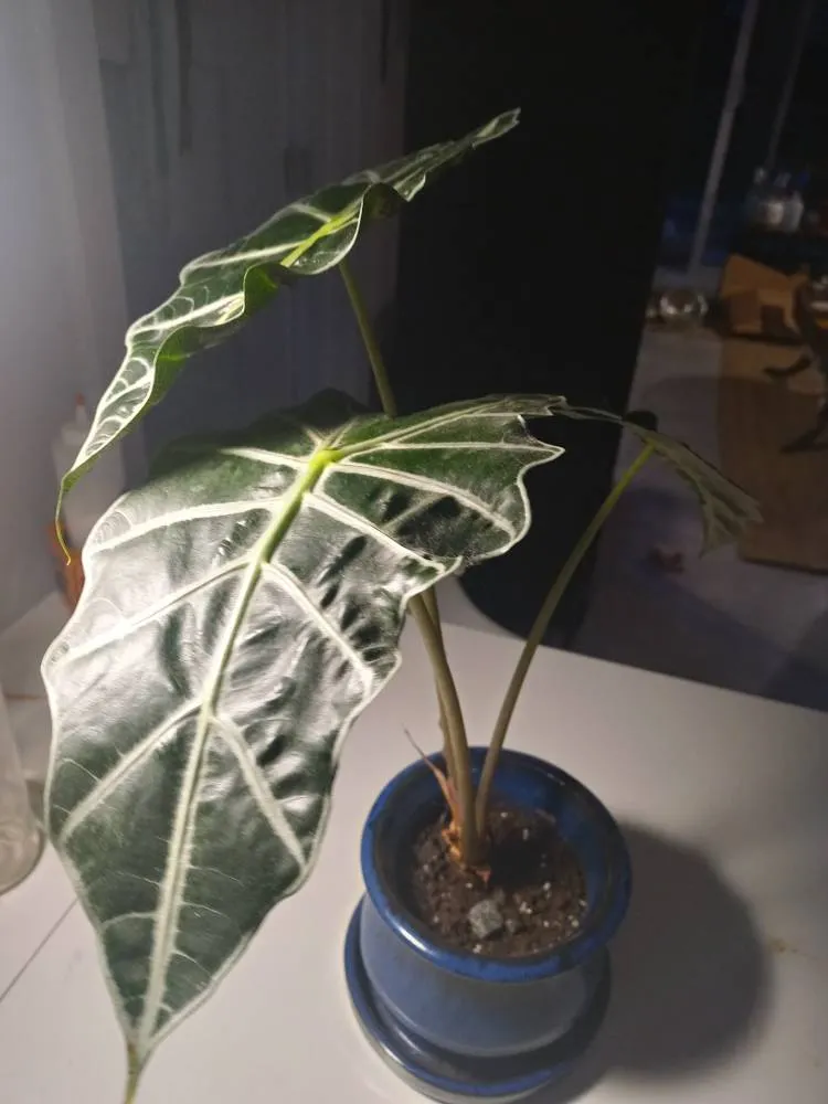 Elephant Ear Plant photo 1
