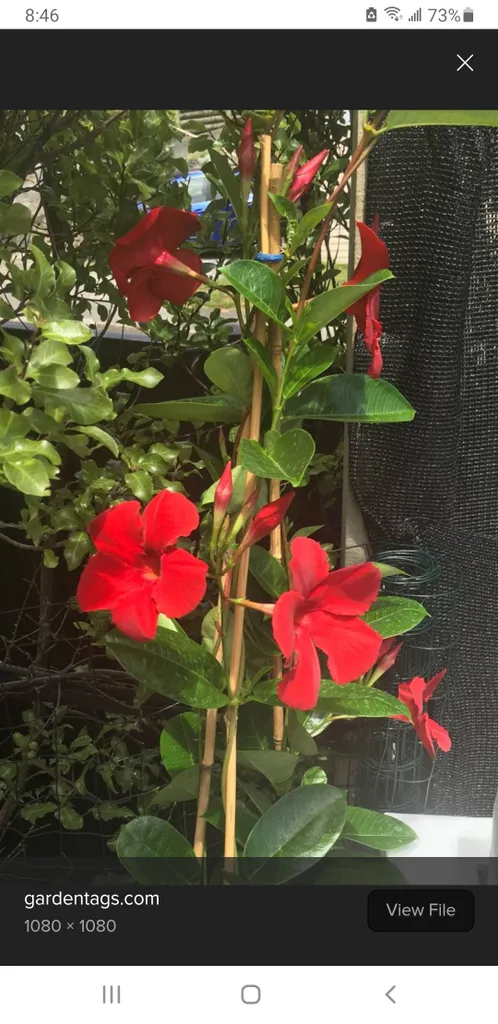 Healthy Red Mandevilla photo 1